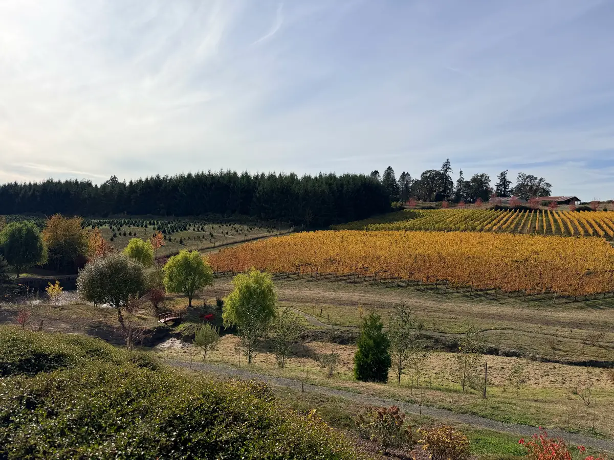 Rows of vines turned gold in the fall, below a stand of firs on a sunny afternoon